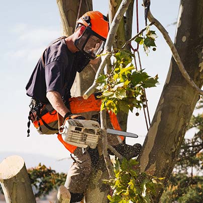 Man cutting tree